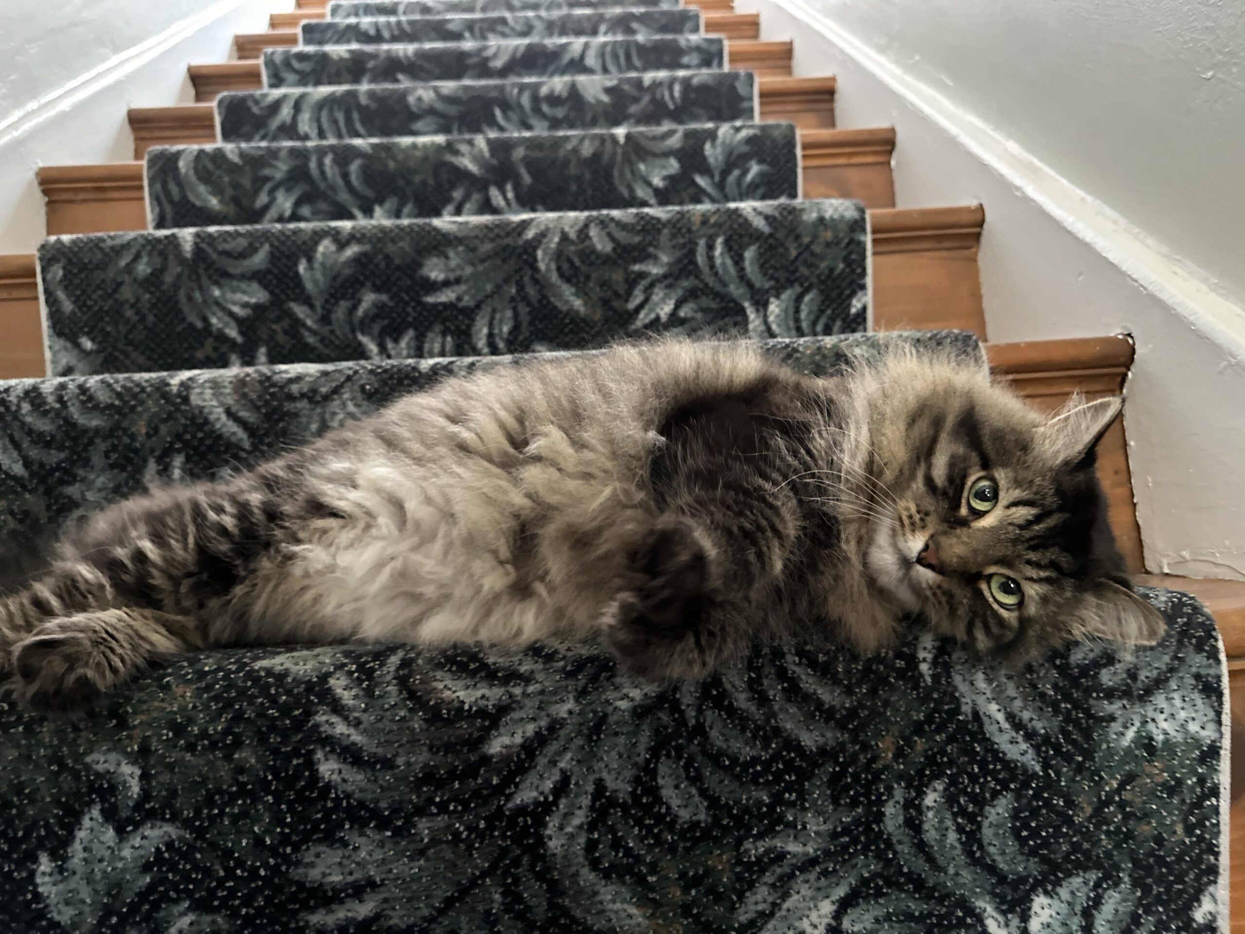 StairsCat